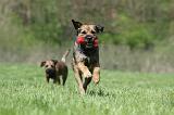 BORDER TERRIER 060